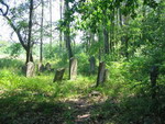 Niezdrowice - cmentarz ydowski